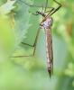 Tipula sp.
